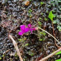 Impatiens janthina Thwaites